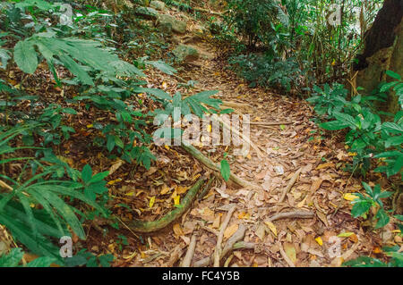 Foresta pluviale in malasysia Foto Stock