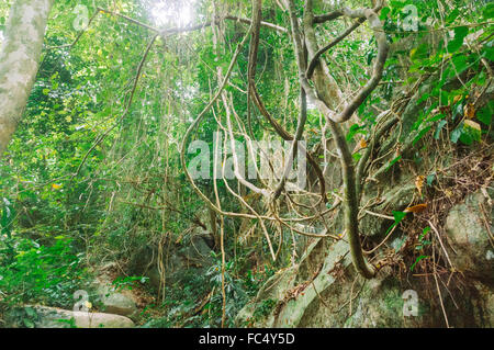 Foresta pluviale in malasysia Foto Stock