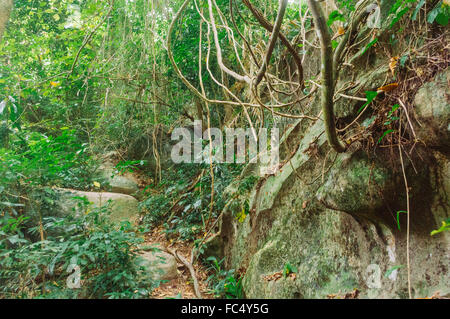 Foresta pluviale in malasysia Foto Stock