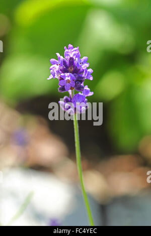 Lavanda Foto Stock