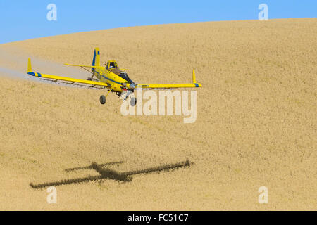 Crop duster spruzzatura di erbicida su campi di ceci in Palouse regione orientale di Washington Foto Stock