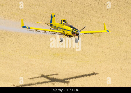 Crop duster spruzzatura di erbicida su campi di ceci in Palouse regione orientale di Washington Foto Stock