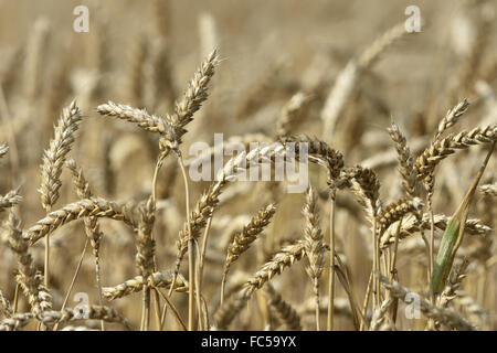 Campo di grano Foto Stock