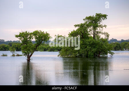 Kumana National Park, precedentemente Yala Est, Kumana, Provincia Orientale, Sri Lanka, Asia Foto Stock