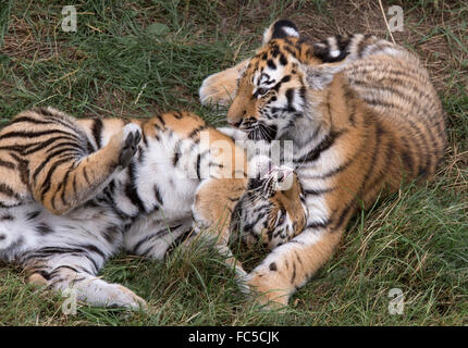 Giovane tigre di Amur fratelli play-fighting Foto Stock
