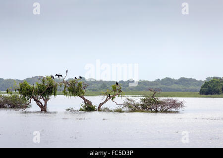 Kumana National Park, precedentemente Yala Est, Kumana, Provincia Orientale, Sri Lanka, Asia Foto Stock