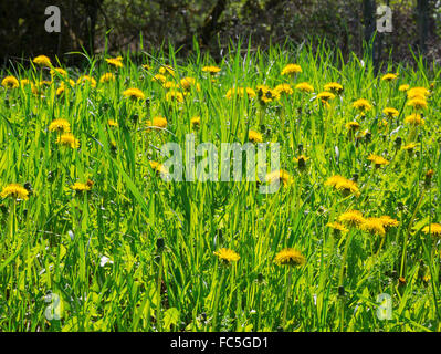 Fioritura di tarassaco, prato Foto Stock