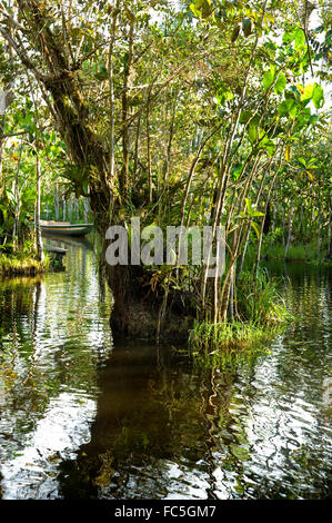 Vegetazione che cresce nel fiume del Amazon in Ecuador Foto Stock