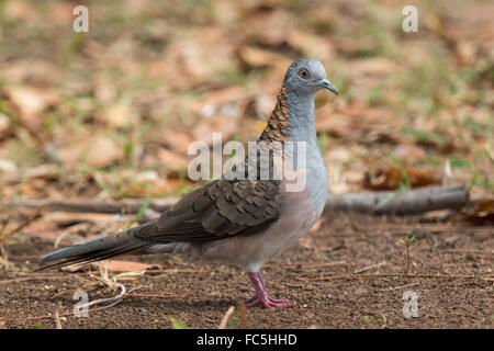 Bar-colomba con spallamento (Geopelia humeralis) Foto Stock