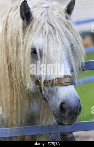 Bellissimo stallone completo grigio razza Percheron. Foto Stock