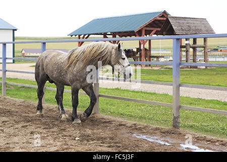 Bellissimo stallone completo grigio razza Percheron. Foto Stock