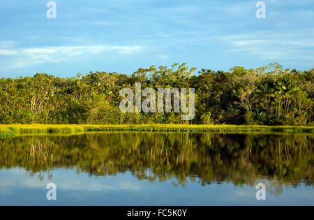 Riflessioni sul fiume del Amazon in Ecuador Foto Stock