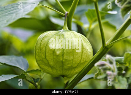 Buccia del frutto di un Physalis ixocarpa Foto Stock