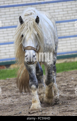 Bellissimo stallone completo grigio razza Percheron. Foto Stock