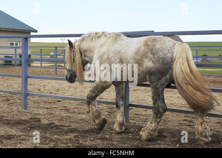 Bellissimo stallone completo grigio razza Percheron. Foto Stock