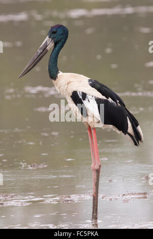 Nero-colli (Stork Ephippiorhynchus asiaticus) in piedi in un lago poco profondo durante un temporale Foto Stock