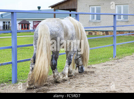 Bellissimo stallone completo grigio razza Percheron. Foto Stock