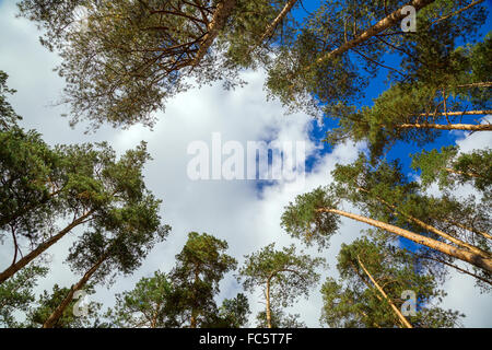 Le cime dei pini contro il cielo Foto Stock