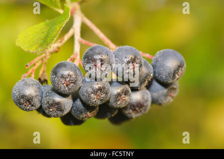 Aronia Foto Stock