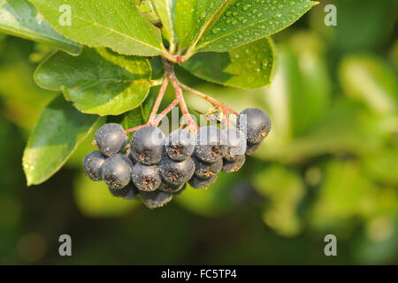 Aronia Foto Stock