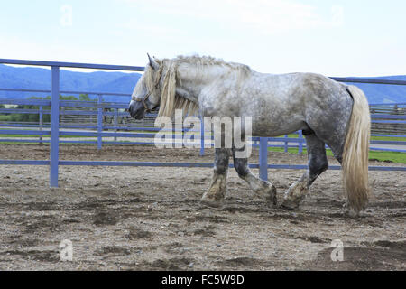 Bellissimo stallone completo grigio razza Percheron. Foto Stock