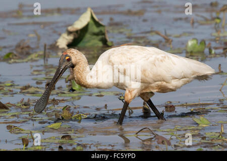 Royal Spatola (Platalea regia) Foto Stock