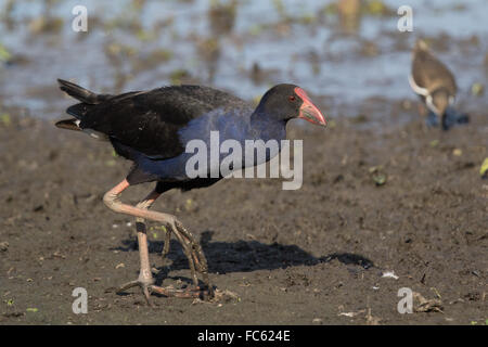 Purple Swamphen (Porphyrio porphyrio melanotus) camminando sul margine fangoso di un lago Foto Stock