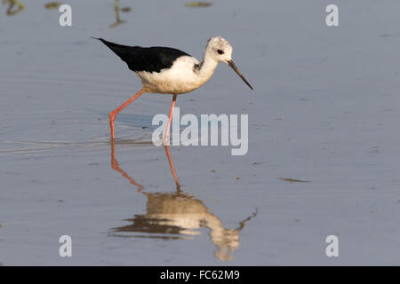 Bianco-guidato Stilt (Himantopus himantopus leucocephalus) guadare in acqua poco profonda Foto Stock