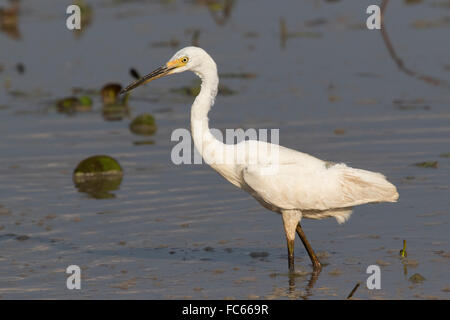Garzetta (Egretta garzetta) guadare in una palude Foto Stock