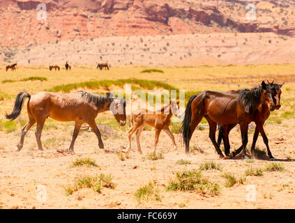 Cavalli selvaggi Foto Stock