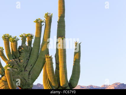Saguaro crestato Foto Stock