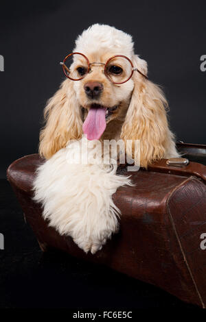 Cocker Spaniel Foto Stock