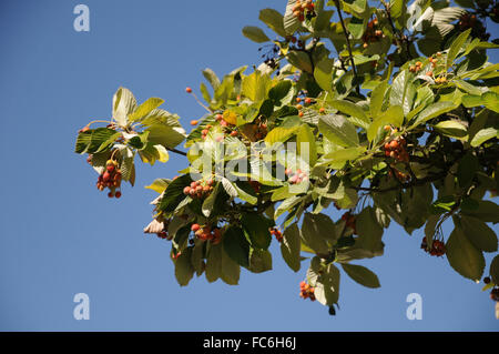 Sorbo montano comune Foto Stock