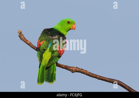 Maschio rosso-winged Parrot (Aprosmictus erythropterus) Foto Stock