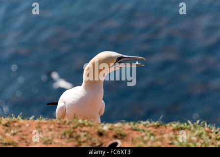 Sula bassana Foto Stock