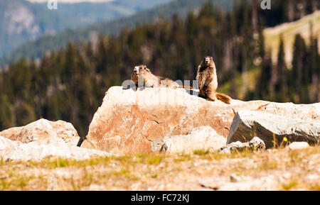 Canada - annoso Marmotta - Mountain Whistler Foto Stock