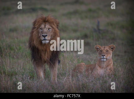 Leone e leonessa nel campo remoto Foto Stock