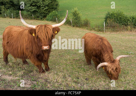 Highland bovini su un pascolo aride Foto Stock