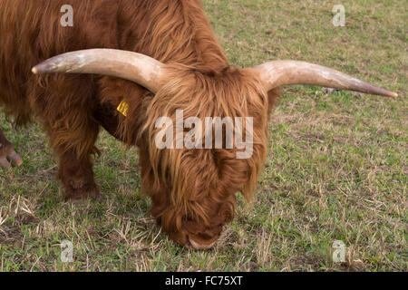 Highland bovini mangiare Foto Stock