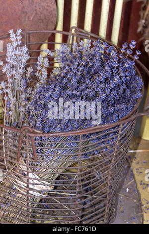 Mazzi di fiori di lavanda essiccazione in un cestello di vintage Foto Stock