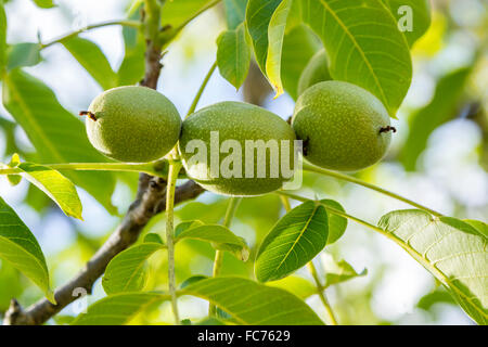 Le noci che crescono su rami di alberi Foto Stock