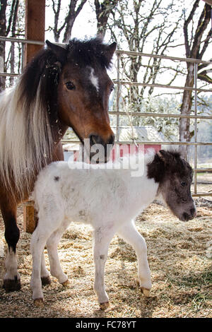 Puledra neonato con sua madre Foto Stock