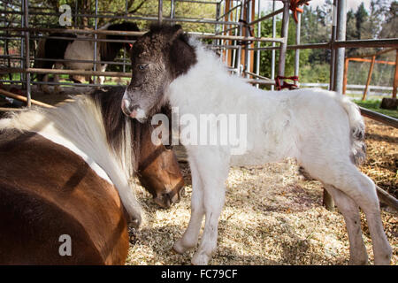 Puledra neonato con sua madre Foto Stock