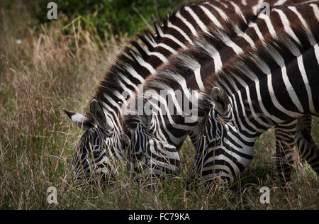 Zebre pascolare nel campo Foto Stock