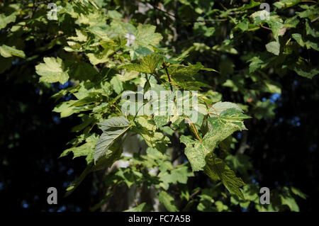 Leopoldii sycamore maple Foto Stock