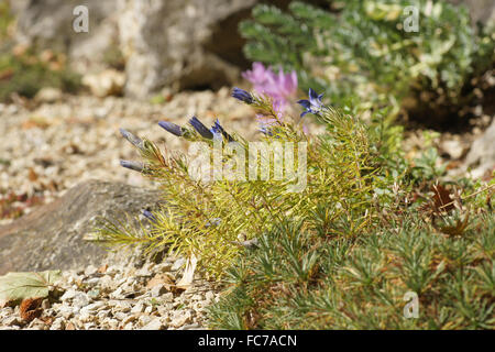 Appariscente genziana cinese Foto Stock