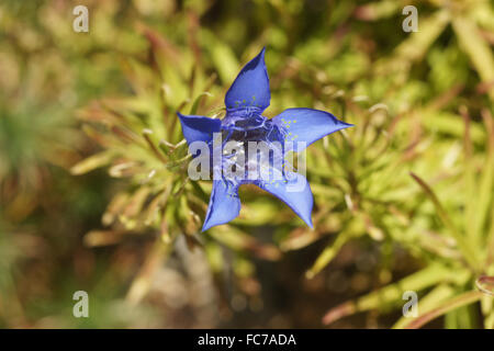 Appariscente genziana cinese Foto Stock