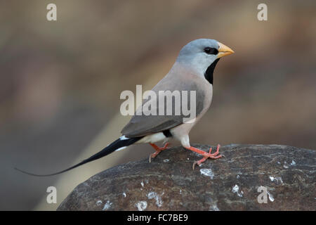 Long-tailed Finch (Poephila acuticauda) Foto Stock
