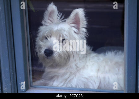 Westhighland white terrier Foto Stock