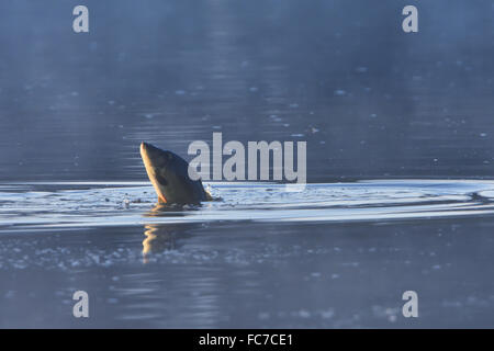 Carpa Foto Stock